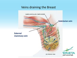 Veins draining the Breast

Subclavian vein

External
mammary vein

 