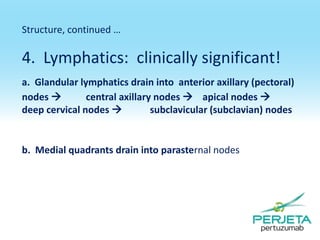 Structure, continued …

4. Lymphatics: clinically significant!
a. Glandular lymphatics drain into anterior axillary (pectoral)
nodes 
central axillary nodes  apical nodes 
deep cervical nodes 
subclavicular (subclavian) nodes

b. Medial quadrants drain into parasternal nodes

 