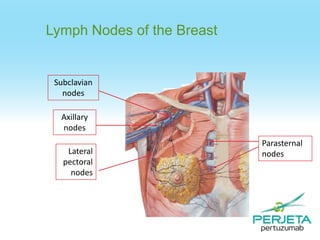 Lymph Nodes of the Breast

Subclavian
nodes
Axillary
nodes
Lateral
pectoral
nodes

Parasternal
nodes

 
