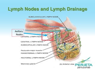 Lymph Nodes and Lymph Drainage

Axillary
Nodes

 
