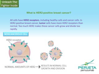 What is HER2-positive breast cancer?
All cells have HER2 receptors, including healthy cells and cancer cells. In
HER2-positive breast cancer, tumor cells have more HER2 receptors than
normal. Too much HER2 makes these cancer cells grow and divide too
rapidly.
NONCANCEROUS CELL

 
