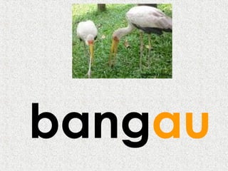bangau