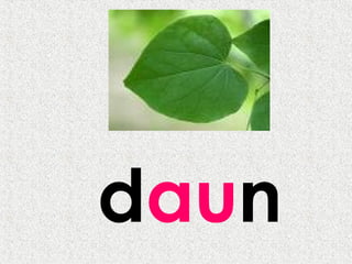 daun