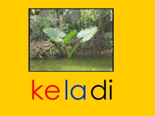 ke di la 