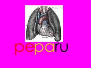 pe ru pa 