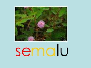 se lu ma 