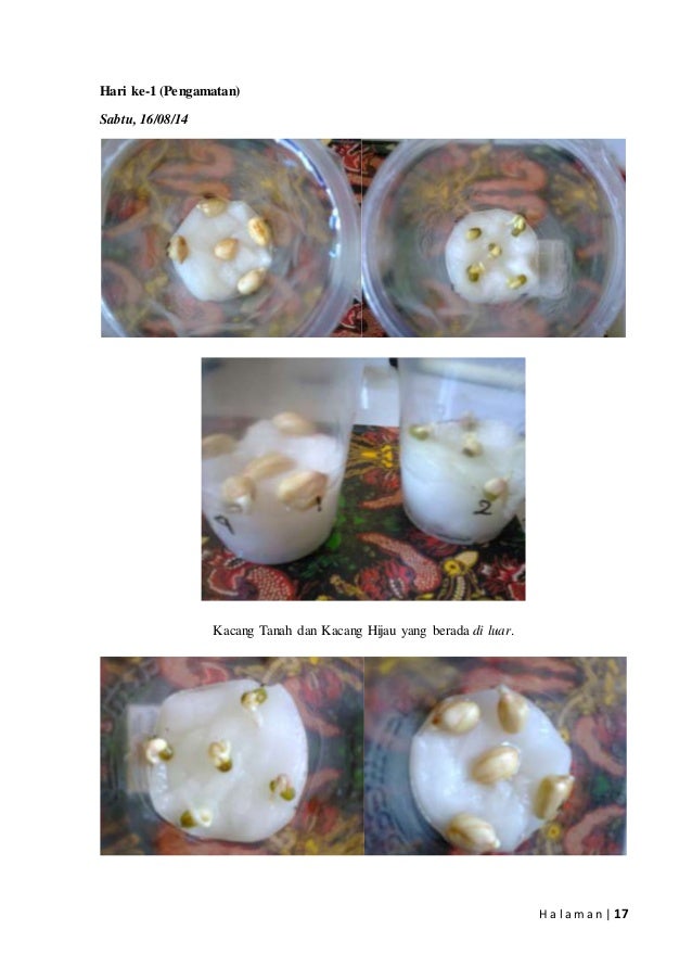 Laporan Biologi Pengaruh Cahaya Terhadap Pertumbuhan Dan Perkembang