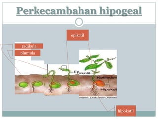 Perkecambahan hipogeal
radikula
plumula
epikotil
hipokotil
 