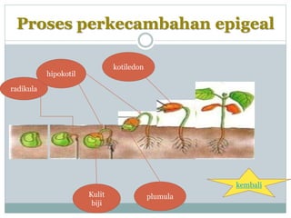 Proses perkecambahan epigeal
radikula
hipokotil
Kulit
biji
kotiledon
plumula
kembali
 