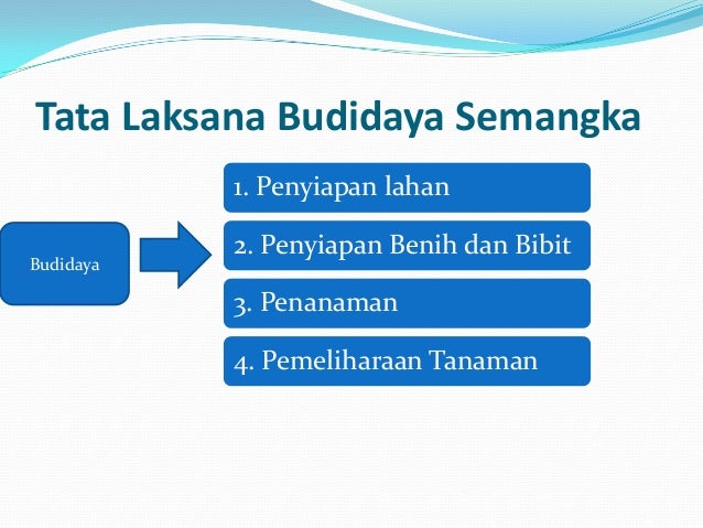 Perkecambahan dan budidaya semangka