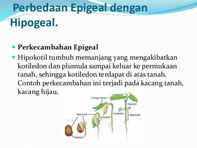 perkecambahan hipogeal dan epigeal