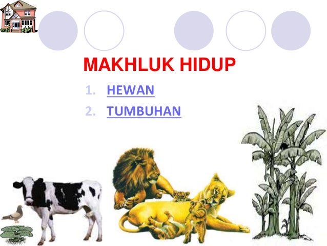 Perkemangbiakan makhluk hidup