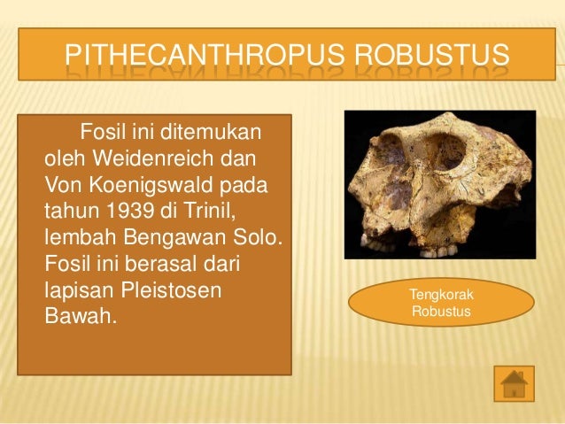 Perkembangan biologis manusia purba di indonesia