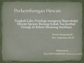 Dosen Pengampuh :
Drs. Anjisman,M.Pd
Mahasiswa :
ELLAYIN FARIDHA (2011.11.13.027)
Tingkah Laku Fisiologi mengenai Reproduksi
Hewan Spesies Burung Kakak Tua Jambul
Orange di Kebun Binatang Surabaya
 