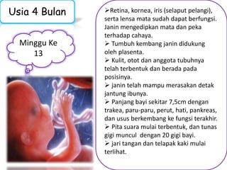 Usia 4 Bulan 
Minggu Ke 
13 
Retina, kornea, iris (selaput pelangi), 
serta lensa mata sudah dapat berfungsi. 
Janin mengedipkan mata dan peka 
terhadap cahaya. 
 Tumbuh kembang janin didukung 
oleh plasenta. 
 Kulit, otot dan anggota tubuhnya 
telah terbentuk dan berada pada 
posisinya. 
 janin telah mampu merasakan detak 
jantung ibunya. 
 Panjang bayi sekitar 7,5cm dengan 
trakea, paru-paru, perut, hati, pankreas, 
dan usus berkembang ke fungsi terakhir. 
 Pita suara mulai terbentuk, dan tunas 
gigi muncul dengan 20 gigi bayi. 
 jari tangan dan telapak kaki mulai 
terlihat. 
 