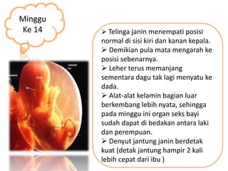 Minggu 
Ke 14  Telinga janin menempati posisi 
normal di sisi kiri dan kanan kepala. 
 Demikian pula mata mengarah ke 
posisi sebenarnya. 
 Leher terus memanjang 
sementara dagu tak lagi menyatu ke 
dada. 
 Alat-alat kelamin bagian luar 
berkembang lebih nyata, sehingga 
pada minggu ini organ seks bayi 
sudah dapat di bedakan antara laki 
dan perempuan. 
 Denyut jantung janin berdetak 
kuat (detak jantung hampir 2 kali 
lebih cepat dari ibu ) 
 