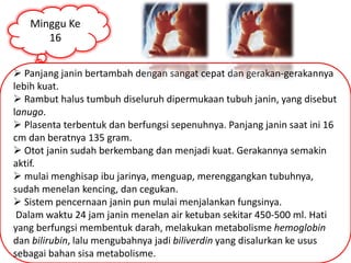 Minggu Ke 
16 
 Panjang janin bertambah dengan sangat cepat dan gerakan-gerakannya 
lebih kuat. 
 Rambut halus tumbuh diseluruh dipermukaan tubuh janin, yang disebut 
lanugo. 
 Plasenta terbentuk dan berfungsi sepenuhnya. Panjang janin saat ini 16 
cm dan beratnya 135 gram. 
 Otot janin sudah berkembang dan menjadi kuat. Gerakannya semakin 
aktif. 
 mulai menghisap ibu jarinya, menguap, merenggangkan tubuhnya, 
sudah menelan kencing, dan cegukan. 
 Sistem pencernaan janin pun mulai menjalankan fungsinya. 
Dalam waktu 24 jam janin menelan air ketuban sekitar 450-500 ml. Hati 
yang berfungsi membentuk darah, melakukan metabolisme hemoglobin 
dan bilirubin, lalu mengubahnya jadi biliverdin yang disalurkan ke usus 
sebagai bahan sisa metabolisme. 
 