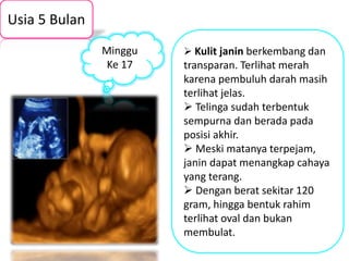 Usia 5 Bulan 
 Kulit janin berkembang dan 
transparan. Terlihat merah 
karena pembuluh darah masih 
terlihat jelas. 
 Telinga sudah terbentuk 
sempurna dan berada pada 
posisi akhir. 
 Meski matanya terpejam, 
janin dapat menangkap cahaya 
yang terang. 
 Dengan berat sekitar 120 
gram, hingga bentuk rahim 
terlihat oval dan bukan 
membulat. 
Minggu 
Ke 17 
 