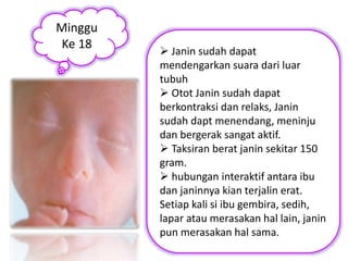 Minggu 
Ke 18  Janin sudah dapat 
mendengarkan suara dari luar 
tubuh 
 Otot Janin sudah dapat 
berkontraksi dan relaks, Janin 
sudah dapt menendang, meninju 
dan bergerak sangat aktif. 
 Taksiran berat janin sekitar 150 
gram. 
 hubungan interaktif antara ibu 
dan janinnya kian terjalin erat. 
Setiap kali si ibu gembira, sedih, 
lapar atau merasakan hal lain, janin 
pun merasakan hal sama. 
 