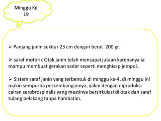 Minggu Ke 
19 
 Panjang janin sekitar 23 cm dengan berat 200 gr. 
 saraf motorik Otak janin telah mencapai jutaan karenanya ia 
mampu membuat gerakan sadar seperti menghisap jempol. 
 Sistem saraf janin yang terbentuk di minggu ke-4, di minggu ini 
makin sempurna perkembangannya, yakni dengan diproduksi 
cairan serebrospinalis yang mestinya bersirkulasi di otak dan saraf 
tulang belakang tanpa hambatan. 
 