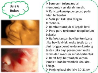 Usia 6 
Bulan 
 Sum-sum tulang mulai 
membentuk sel darah merah. 
 Kuncup-kuncup pengecap pada 
lidah terbentuk 
 Sidik jari kaki dan tangan 
terbentuk. 
 Rambut tumbuh di kepala bayi 
 Paru-paru terbentuk tetapi belum 
bekerja 
 Refleks tangan bayi berkembang 
Jika bayi laki-laki maka testis turun 
dari rongga perut ke dalam kantong 
testes. Jika bayi perempuan maka 
rahim dan ovarium sudah terbentuk 
 Berat bayi bertambah karena 
lemak tubuh bertambah kira-kira 
570 gr. 
 Panjang bayi kira-kira 30-31 cm 
