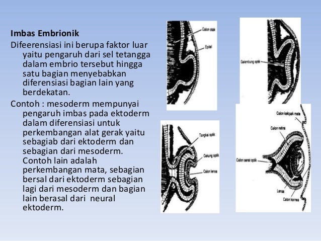 Perkembangan organisme skrg multiseluler 6 septem