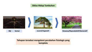 Siklus Hidup Tumbuhan
Biji - Semai Juvenil/Vegetatif
Tahapan tersebut mengalami perubahan fisiologis yang
kompleks
Dewasa/Reproduktif/Generatif
 