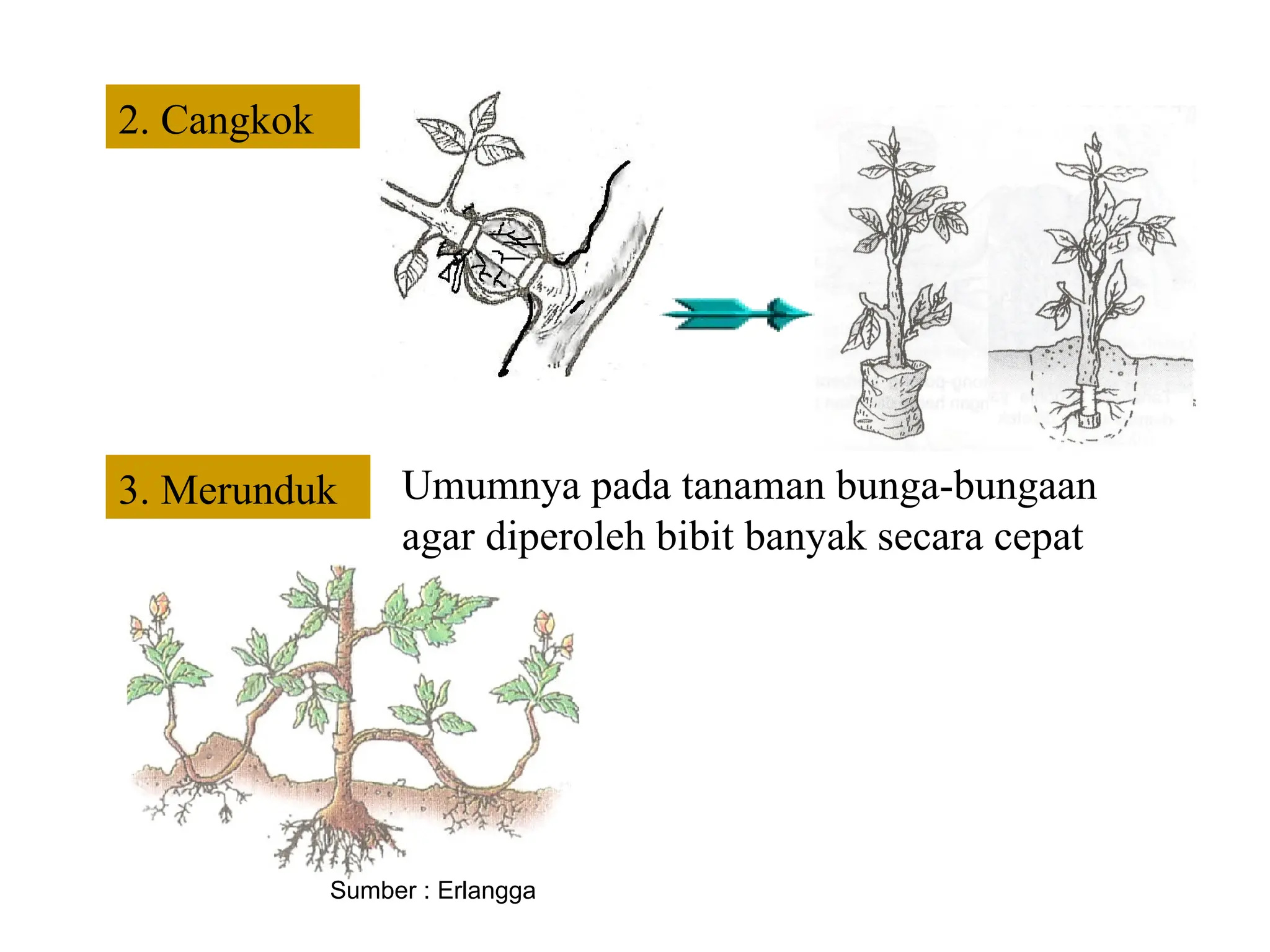 perkembangbiakan tumbuhan,jenis-jenis penyerbukan | PPT