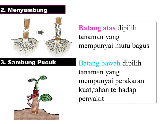 perkembangbiakan tumbuhan,jenis-jenis penyerbukan | PPT