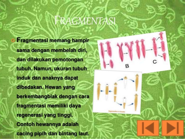 Gambar Reproduksi Hewan  Hariani Fragmentasi  