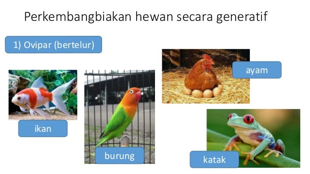 Perkembangbiakan Mahluk Hidup Hewan 