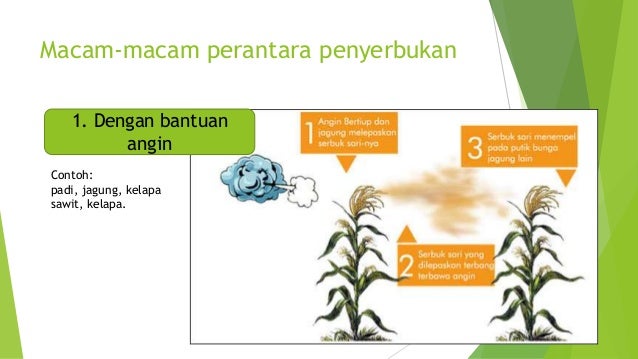 Cara Berkembang Biak Tanaman Jagung Edukasi Lif Co Id