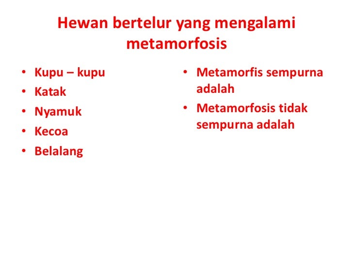 Perkembangbiakan pada hewan