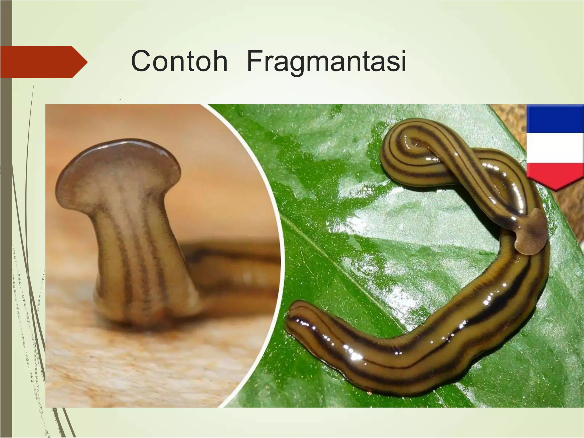 perkembangbiakan pada hewan.pptx Free Download