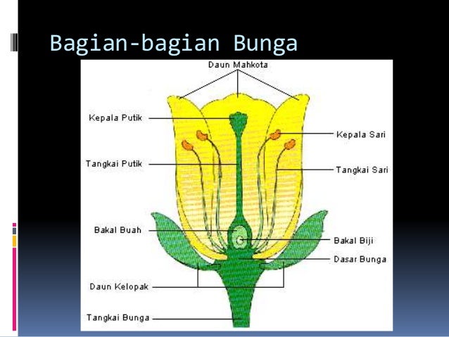 Perkembangbiakan tumbuhan