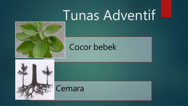 Perkembangbiakan Tumbuhan