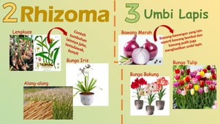 perkembangbiakan tumbuhan secara generatif dan vegetatif.pptx