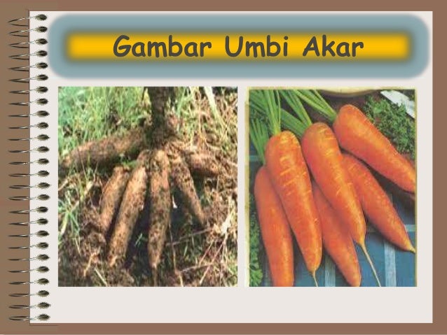 Perkembangbiakan Tumbuhan Secara Vegetatif