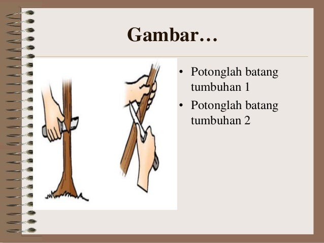 Perkembangbiakan Vegetatif Buatan1