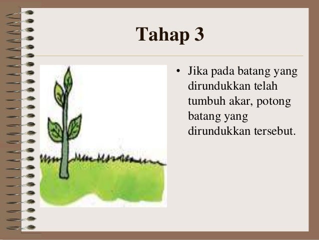 Perkembangbiakan vegetatif buatan1