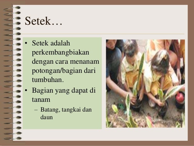 Perkembangbiakan Vegetatif Buatan1