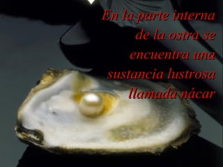 En la parte interna de la ostra se encuentra una sustancia lustrosa llamada nácar 