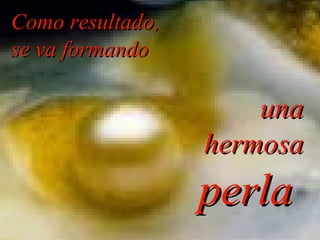 Como resultado, se va formando una hermosa perla  