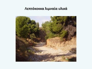 Λεπτόκοκκα λιμναία υλικά
 