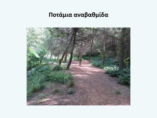 Ποτάμια αναβαθμίδα
 