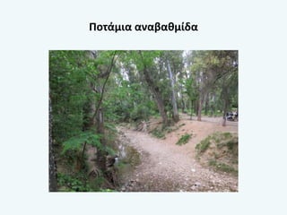 Ποτάμια αναβαθμίδα
 