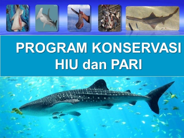 Perlindungan dan Pelestarian Jenis Ikan Terancam Punah Perlindungan dan Pelestarian Jenis Ikan Terancam Punah