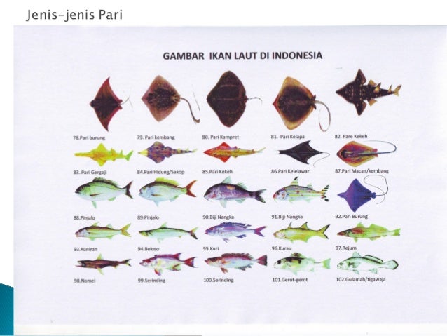 Perlindungan dan Pelestarian Jenis Ikan Terancam Punah Perlindungan dan Pelestarian Jenis Ikan Terancam Punah
