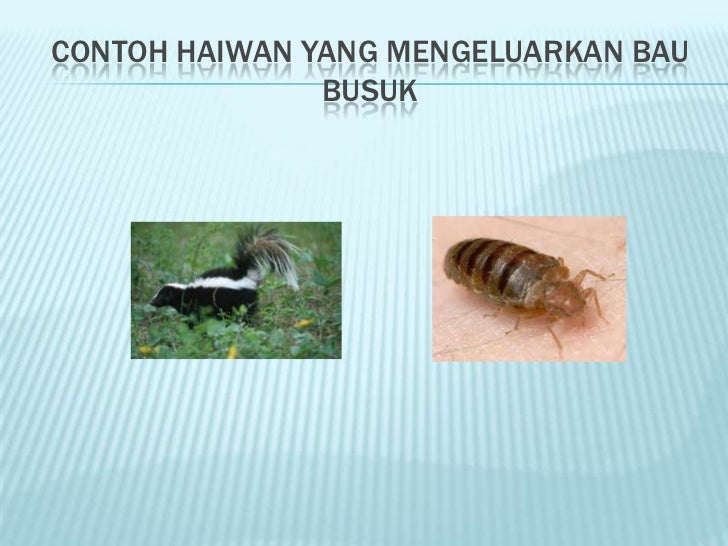 Perlindungan Haiwan Daripada Bahaya