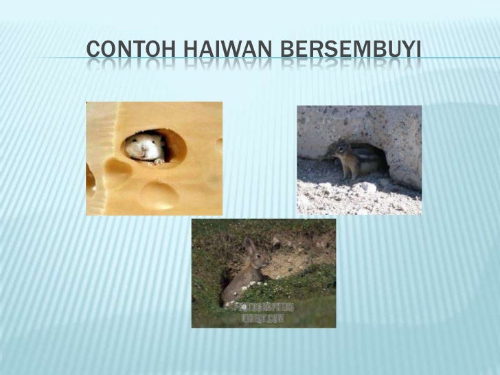 Perlindungan Haiwan Daripada Bahaya